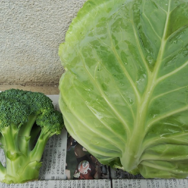 季節の野菜詰め合わせ・無農薬 食品/飲料/酒の食品(野菜)の商品写真