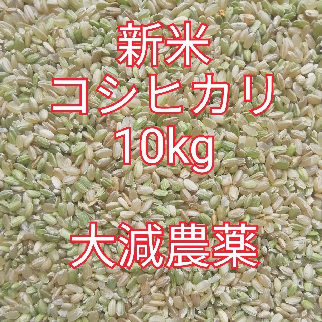 新米コシヒカリ10kg 食品/飲料/酒の食品(米/穀物)の商品写真