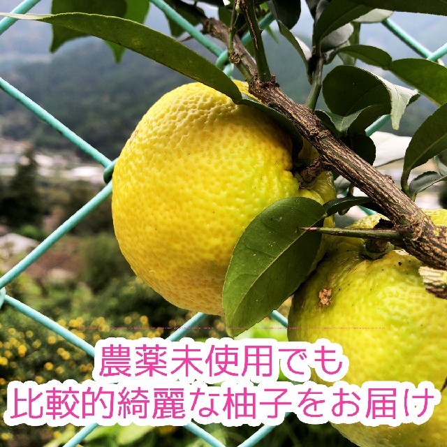 秋山さんちの大豊ゆず、農薬未使用の柚子玉(ゆず玉)15kg フルーツ