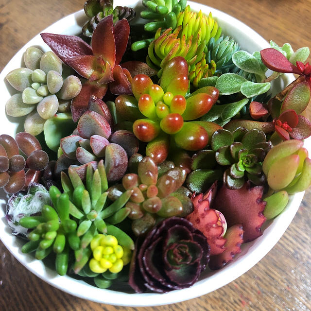 多肉植物カット苗パープルドリーム、玉葉、斑入りマキノイ、パステルグリーンなど