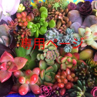 多肉植物カット苗✳︎寄せ植えなどに！！(その他)