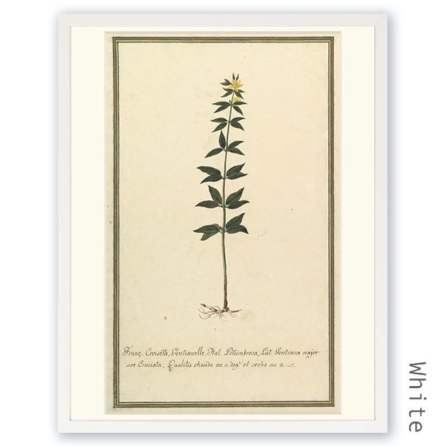 激安直営店 黄色のリンドウの植物学的研究 39 5 30 5cm フレームサイズ 絵画 タペストリー Www Sisustusunelma Fi
