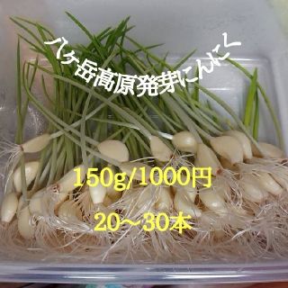 八ヶ岳高原　発芽にんにく　美容　健康　栄養満点　ガン予防　！！　(野菜)