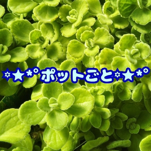 【M様 専用】【ポットごと】アロマティカス 多肉植物 ハーブ ハンドメイドのフラワー/ガーデン(その他)の商品写真