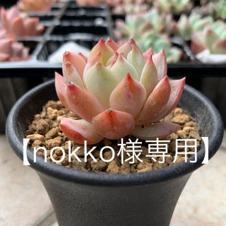 【nokko様専用】ティッピー　ブルーエルフ　多肉植物　韓国苗(その他)