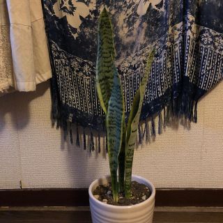 観葉植物  サンスベリア 抜き苗(その他)