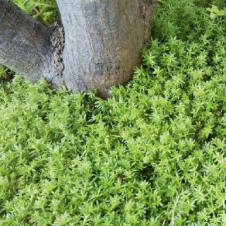 多肉植物　セダム(その他)