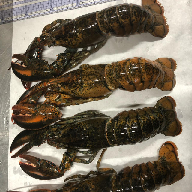 オマール海老(４本セット) 食品/飲料/酒の食品(魚介)の商品写真