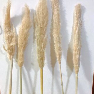 専用ページyurie mon様(ドライフラワー)