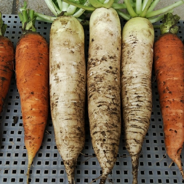 季節の野菜詰め合わせ100サイズ・無農薬 食品/飲料/酒の食品(野菜)の商品写真