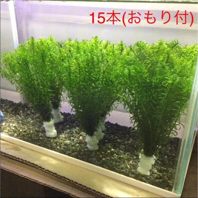 おもり付 コカナダモ アナカリス サイズいろいろ15本セット 水草 無農薬の通販 By しろ S Shop ラクマ