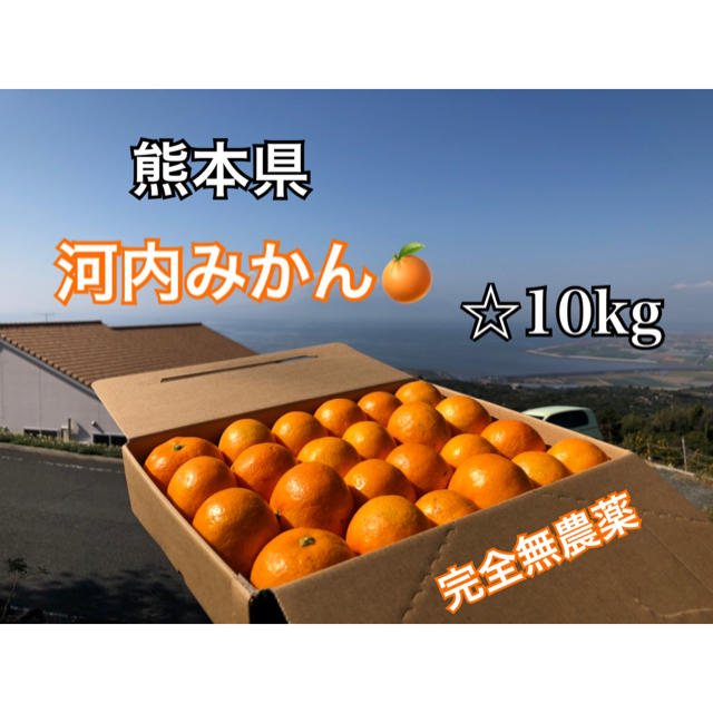 熊本県 河内みかん 10kg  ☆完全無農薬☆農家直送 食品/飲料/酒の食品(フルーツ)の商品写真