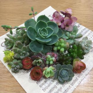 多肉植物✩.*˚七福神の寄せ植えセット(その他)