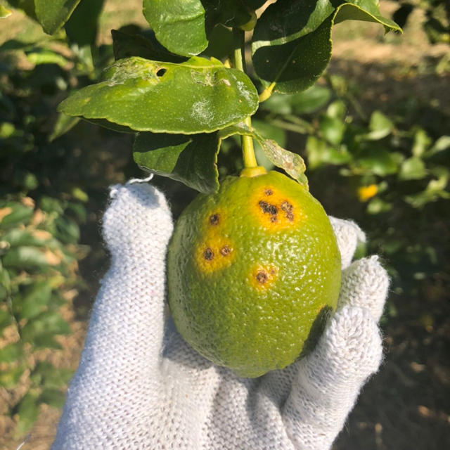 B級品レモン 化学農薬不使用 大崎上島産 広島 瀬戸内 グリーンレモン 1kg 食品/飲料/酒の食品(フルーツ)の商品写真