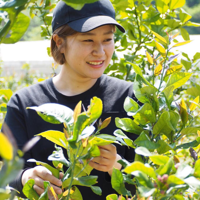 B級品レモン 化学農薬不使用 大崎上島産 広島 瀬戸内 グリーンレモン 1kg 食品/飲料/酒の食品(フルーツ)の商品写真