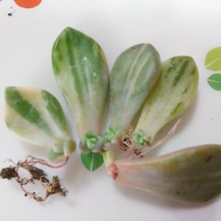 特価中♥シンデレラ錦♥葉挿し1枚♥多肉植物 斑入り レア(その他)