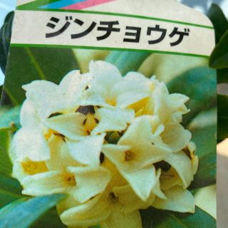 白花沈丁花★お値下げ中‼︎(プランター)