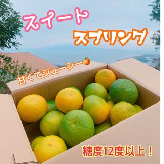 熊本県 濃厚☆スイートスプリング☆ 3kg 農家直送(フルーツ)