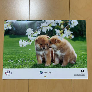 ソニー生命 カレンダー 2020年 子犬(カレンダー/スケジュール)