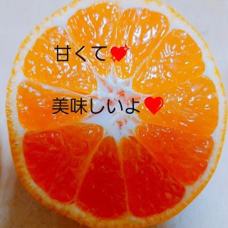 和歌山美味しい有田みかん(フルーツ)