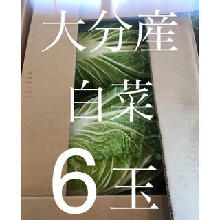 大分産   白菜6玉セット（約18㌔前後）(野菜)