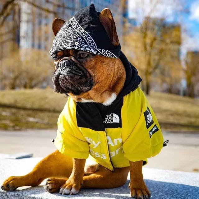 【XXL】【yellow】ペット服・犬服  犬パーカー ハンドメイドのペット(ペット服/アクセサリー)の商品写真