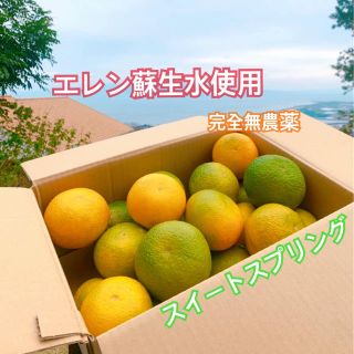 熊本県 濃厚☆エレンスイートスプリング☆ 3kg 農家直送(フルーツ)