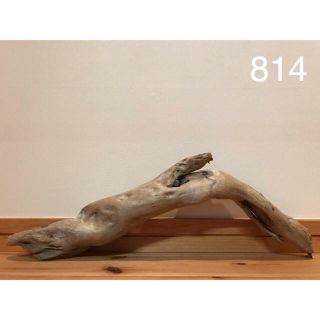 流木【814】(爬虫類/両生類用品)