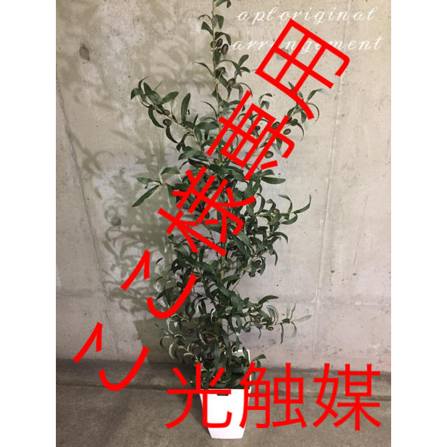 光触媒 人工観葉植物 特大オリーブ