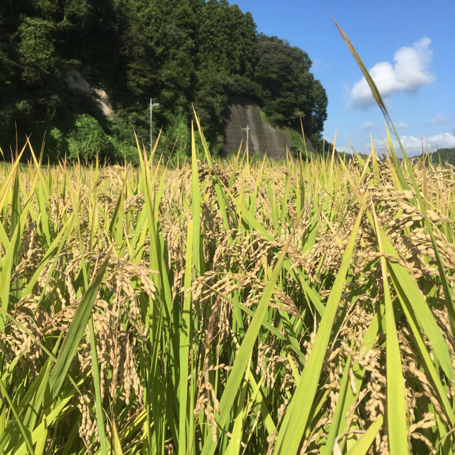 栃木県産 古代米(黒米) 900g「農薬:栽培期間中不使用」 食品/飲料/酒の食品(米/穀物)の商品写真