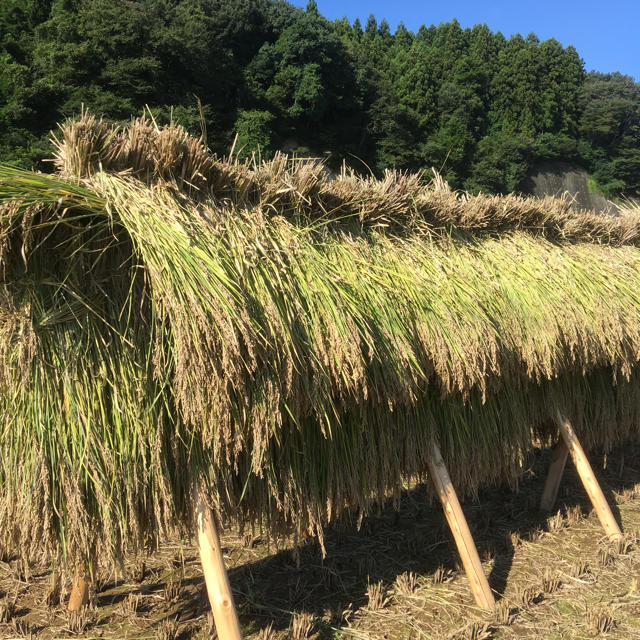 栃木県産 古代米(黒米) 900g「農薬:栽培期間中不使用」 食品/飲料/酒の食品(米/穀物)の商品写真