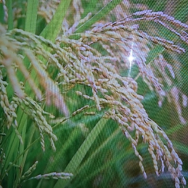 超歓迎  コシヒカリもみ30K × ４袋 米/穀物