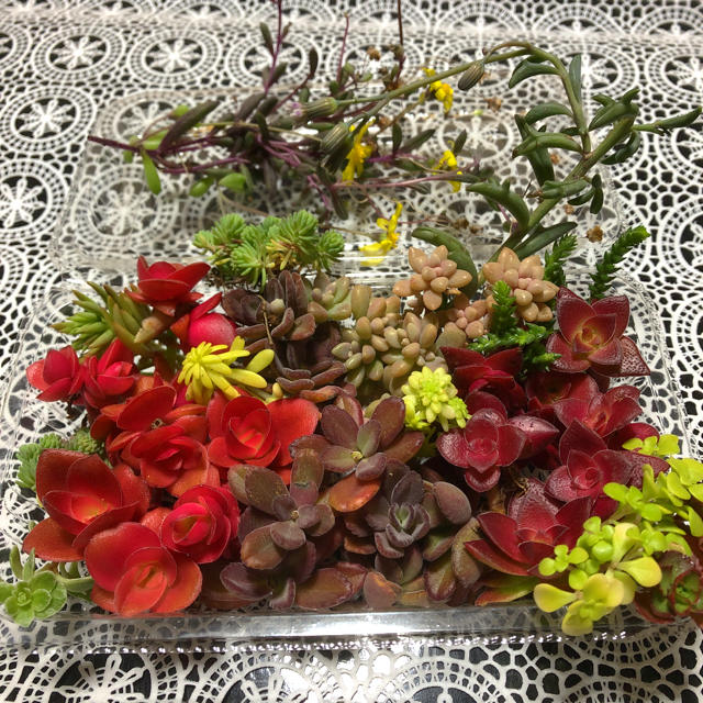 多肉植物  寄せ植えに   紅葉盛りの苗セット ハンドメイドのフラワー/ガーデン(その他)の商品写真