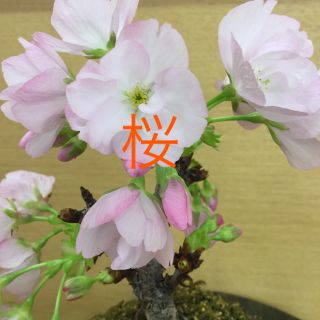 桜旭山苔玉①(その他)