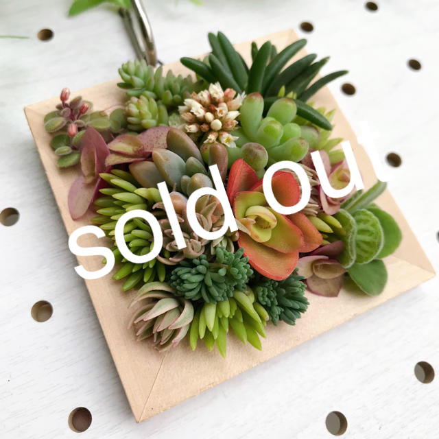【ついに再販開始!】 ★★壁掛け❤️★寄せ植え★このまま飾れます♪♪★多肉植物★★ その他 【ついに再販開始!】 ★★壁掛け❤️★寄せ植え★このまま飾れます♪♪★多肉植物★★ その他