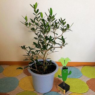 観葉植物　オリーブの木①(その他)