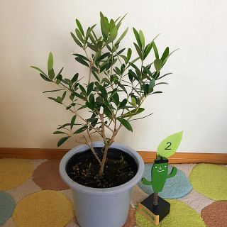 観葉植物　オリーブの木②(その他)