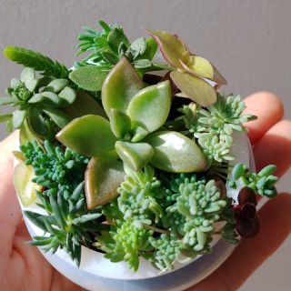 多肉植物(その他)