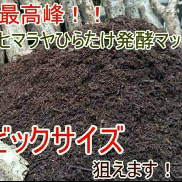 幼虫が巨大化する栄養価抜群のヒマラヤひらたけ菌床発酵カブトムシマットの出品です