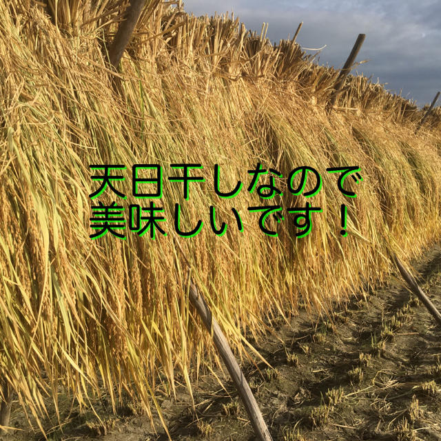 玄米　無農薬　天日　干し　10kg 1