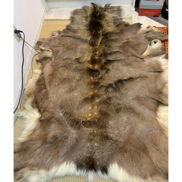 【送料無料】蝦夷鹿　鹿皮(冬毛) 天然ラグマット　北海道産　剥製　標本