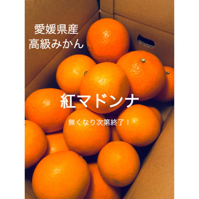 高級みかん【紅まどんな】贈答用 S〜3L玉 2kg 食品/飲料/酒の食品(フルーツ)の商品写真