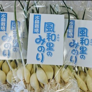 友芽（ゆめ）にんにく(野菜)