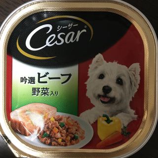 シーザー(CASAR)のシーザー　訳あり48個まとめ売り(ペットフード)