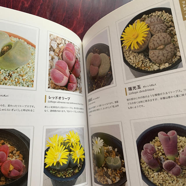 けいちゃん様専用 多肉植物ハンディ図鑑 サボテン 多肉植物８００種類の通販 By Kaoru Shop ラクマ