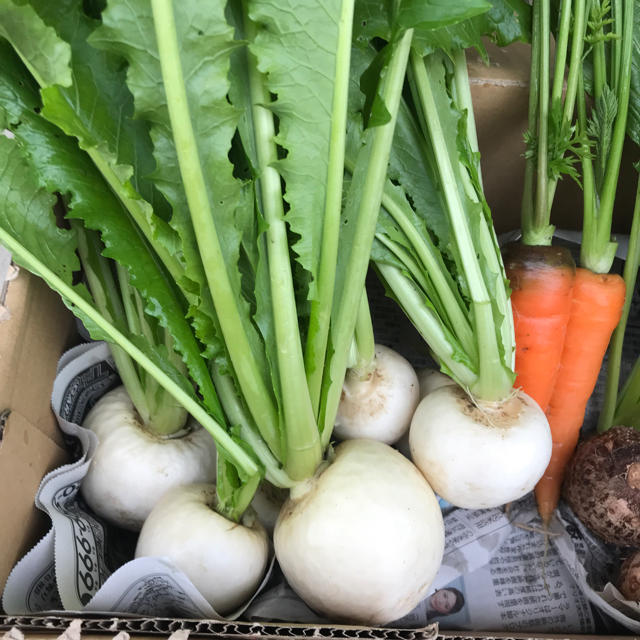 野菜詰め合わせ 食品/飲料/酒の食品(野菜)の商品写真