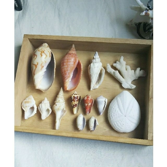 海の標本箱【貝殻標本】②の通販 by てぃちゃん's shop|ラクマ 海の標本箱【貝殻標本】②の通販 by てぃちゃん's shop|ラクマ