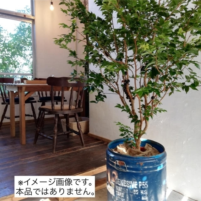 実付きジャボチカバ 大葉種(四季なり) 12号鉢 175cm~