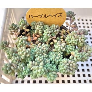 Ｙ.T様専用　パープルヘイズ　セダム　多肉植物(その他)