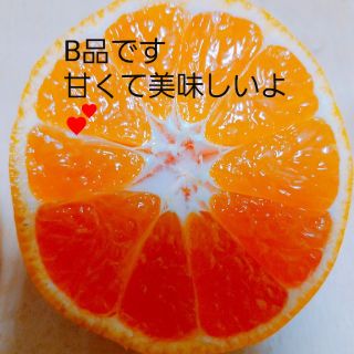 和歌山美味しい有田みかん(B品)(フルーツ)